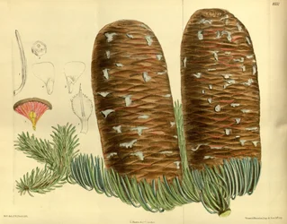 Abies magnifica, Pinaceae